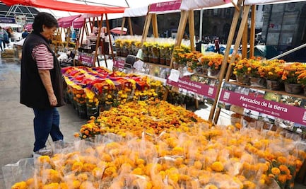 Productores de cempasúchil venden su cosecha en el Zócalo de la CDMX; impulsan economía local