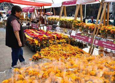 Productores de cempasúchil venden su cosecha en el Zócalo de la CDMX; impulsan economía local