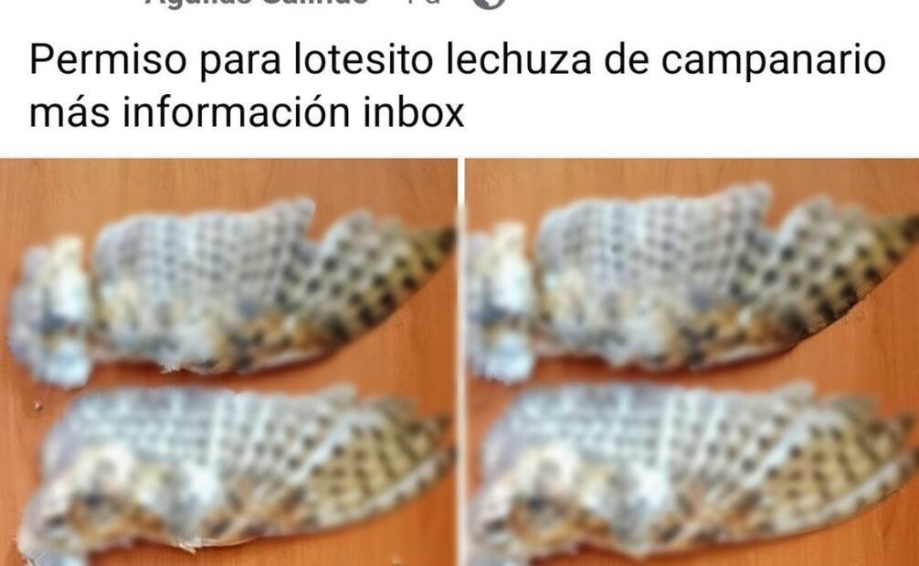 Activistas piden crear un plan de protección o enmarcar en una categoría de especie en peligro a la lechuza de campanario. Foto: Especial