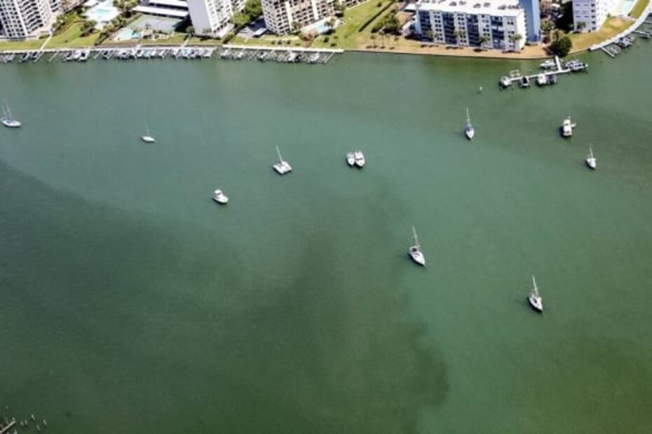 ¿La mayor masa de sargazo en la historia? Aparece en la costa oeste de Florida