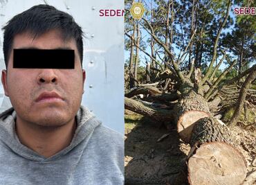 Detienen a hombre que talaba arboles endémicos en Milpa Alta; operativo busca combatir delitos contra el medio ambiente