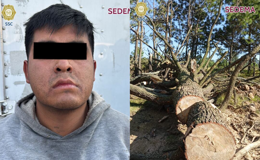Detienen a hombre que talaba arboles endémicos en la alcaldía Milpa Alta (28/11/2024). Foto: SSC CDMX/Sedema