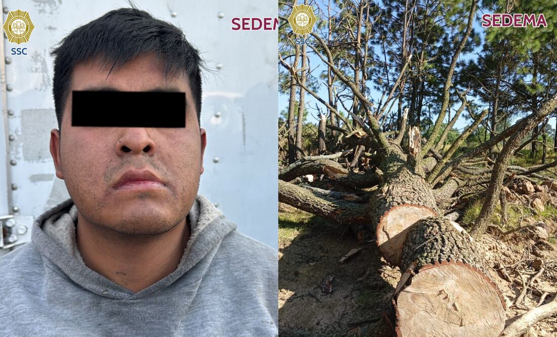 Detienen a hombre que talaba arboles endémicos en la alcaldía Milpa Alta (28/11/2024). Foto: SSC CDMX/Sedema