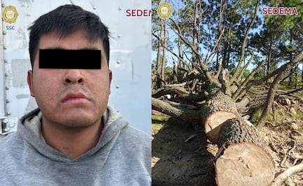 Detienen a hombre que talaba arboles endémicos en Milpa Alta; operativo busca combatir delitos contra el medio ambiente