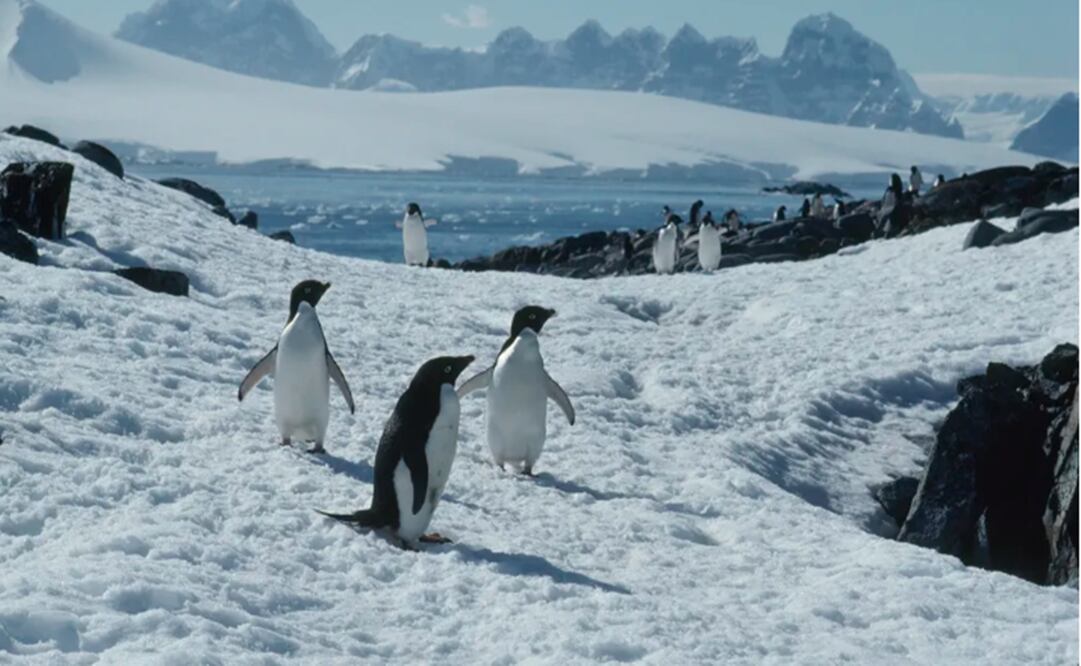 La serie fue grabada en uno de los lugares más fríos del mundo: la Antártida. Foto: National Geographic.