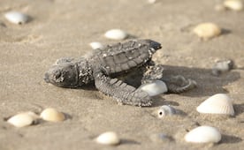 Tamaulipas supera las 590 mil crías de tortuga lora liberadas; sueltan 284 en el Campamento Tortuguero La Pesca
