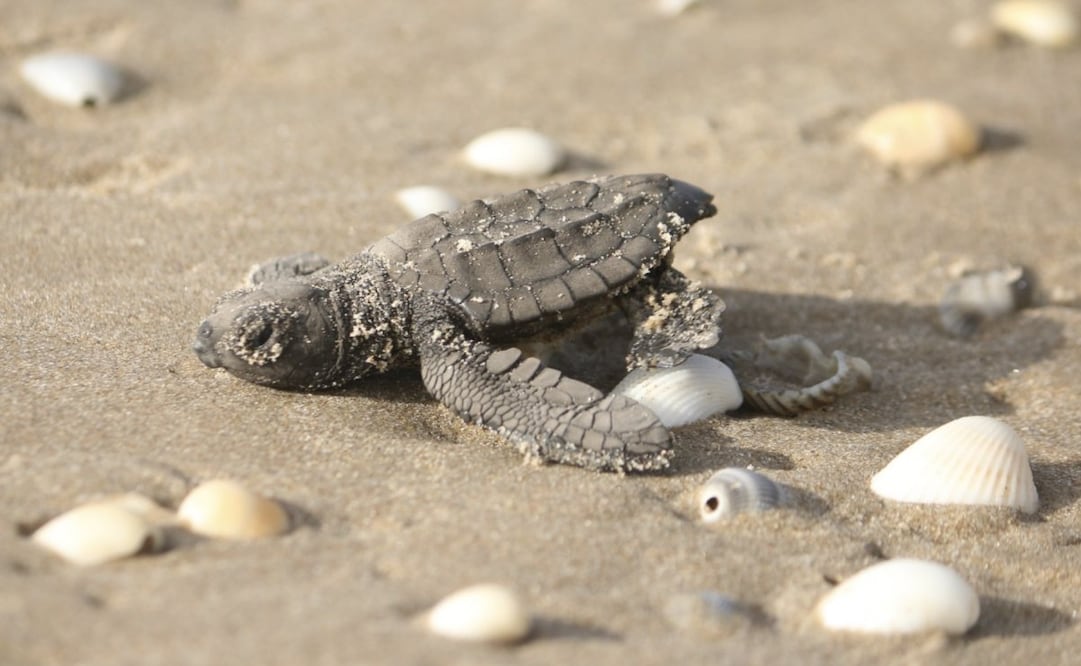 Tamaulipas supera las 590 mil crías de tortuga lora liberadas; liberan 284 en el Campamento Tortuguero La Pesca.
Foto: Especial.