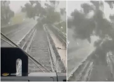 Árbol cae sobre vías de la Línea 4 del Metro; tras 2 horas de trabajo, ya fue restablecido el servicio