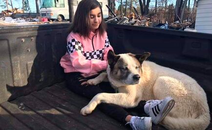 Perro akita sobrevive 101 días en el bosque tras incendio en California