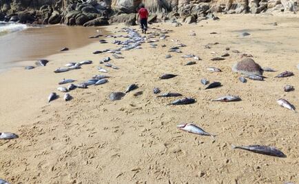 Aparecen peces muertos en playas de Huatulco