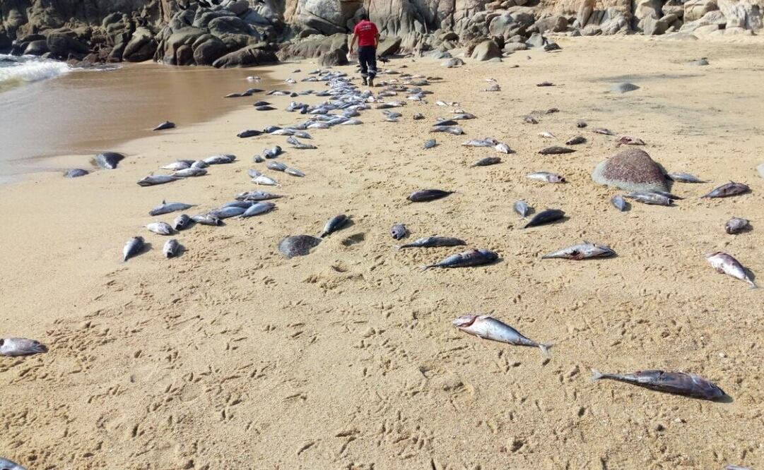 Foto: Roselia Chaca / EL UNIVERSAL