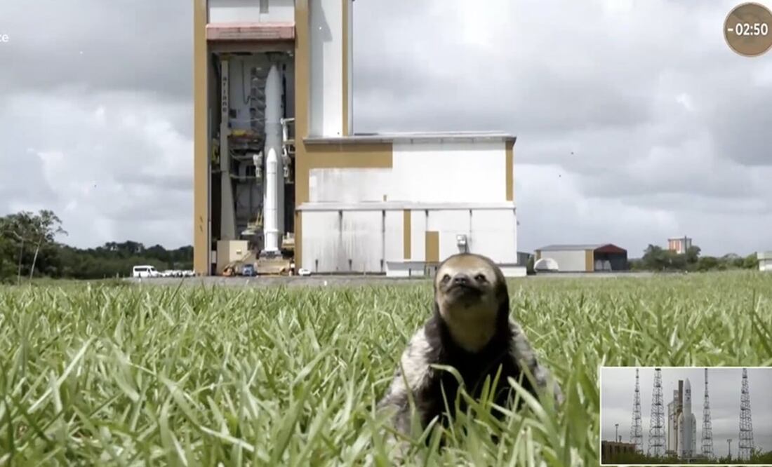 El animal puso su mejor perfil para ser apreciado por millones de espectadores. Foto: Facebook. ESA - European Space Agency