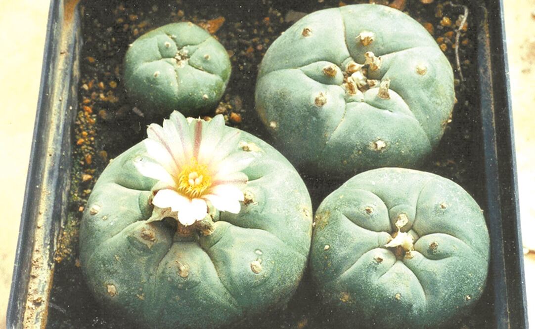 Foto; Archivo/EL UNIVERSAL