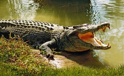 Cocodrilo ataca a empleado de hotel en una piscina en Cozumel