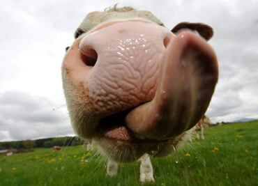 Transforman heces de animales en biogás y electricidad