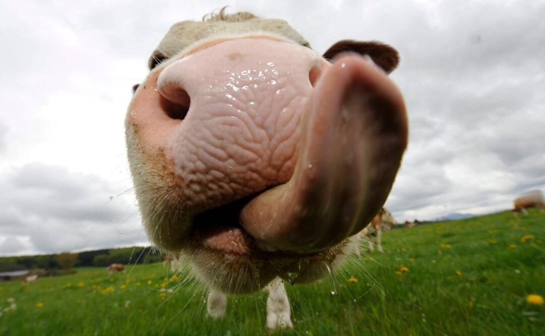 Una vaca adulta de tamaño promedio puede producir una cubeta de excremento al día. Foto: Archivo
