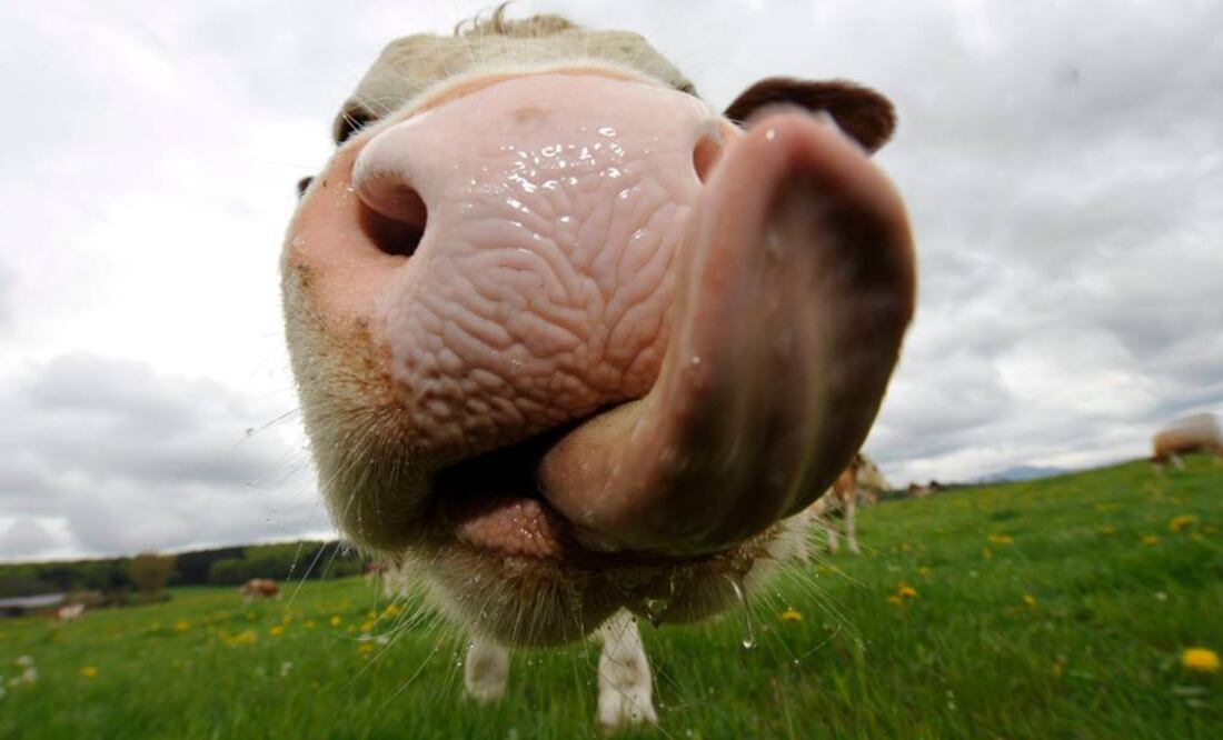 Una vaca adulta de tamaño promedio puede producir una cubeta de excremento al día. Foto: Archivo