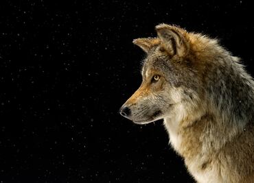 NatGeo y Conabio buscan generar conciencia con exposición fotográfica