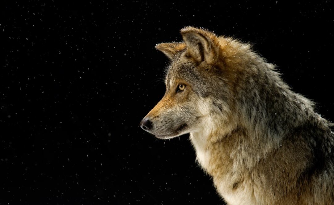 (Crédito: Image courtesy of National Geographic Photo Ark)