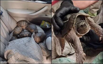 Aseguran 267 tortugas en accidente en la autopista Puebla-Xalapa