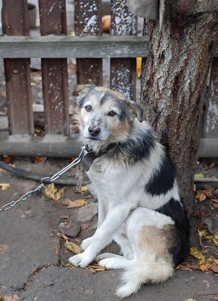 VIDEO: Exhiben a vecinos de Las Lomas que pasean a sus perros desde una camioneta