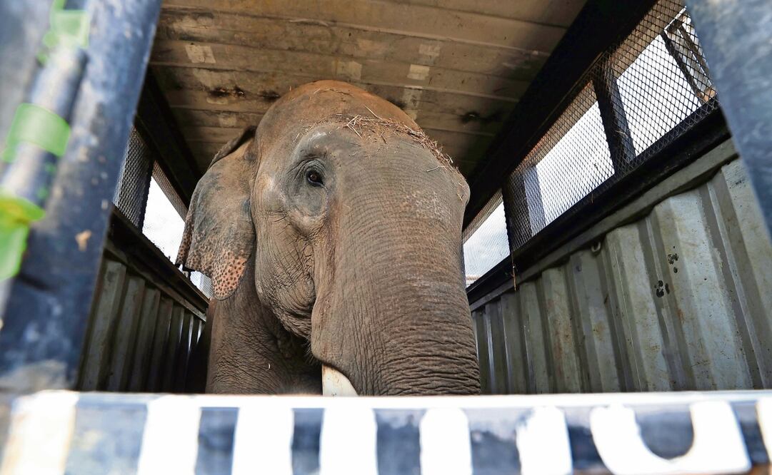 El elefante Big boy sacaba la trompa para despedirse; “ya no va a escuchar los balazos, ya va a dormir bien”, dijo una mujer al ver partir a la caravana animal a una mejor vida. Foto: Berenice Fregoso / EL UNIVERSAL