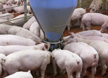 ONGs denuncian acoso e intimidación al activista maya Wilberth Nahuat Puc; labora contra granjas porcícolas