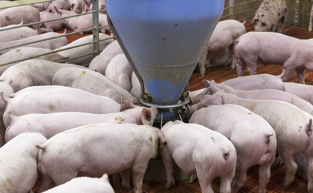 Organizaciones civiles denunciaron que el activista maya Wilberth Nahuat Puc es criminalizado e intimidado por la empresa Pecuaria Peninsular. Foto: Archivo