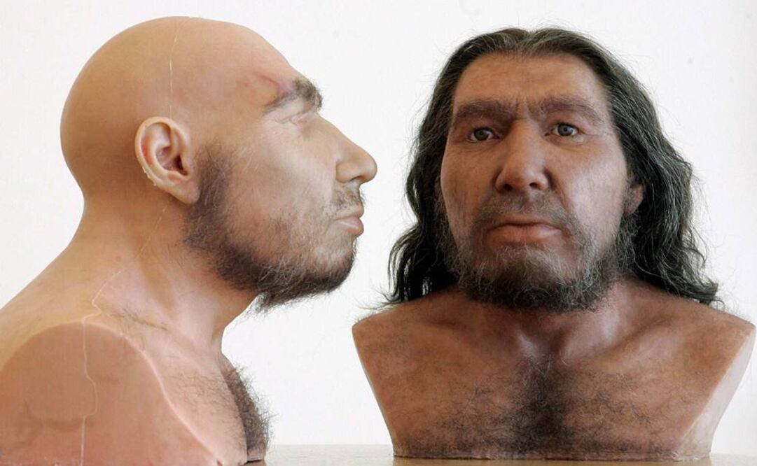El hallazgo de material genético neandertal en humanos revela que ambas especies de mezclaron. FOTO: EFE