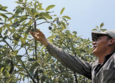 Violencia pega a aguacateros: CNA