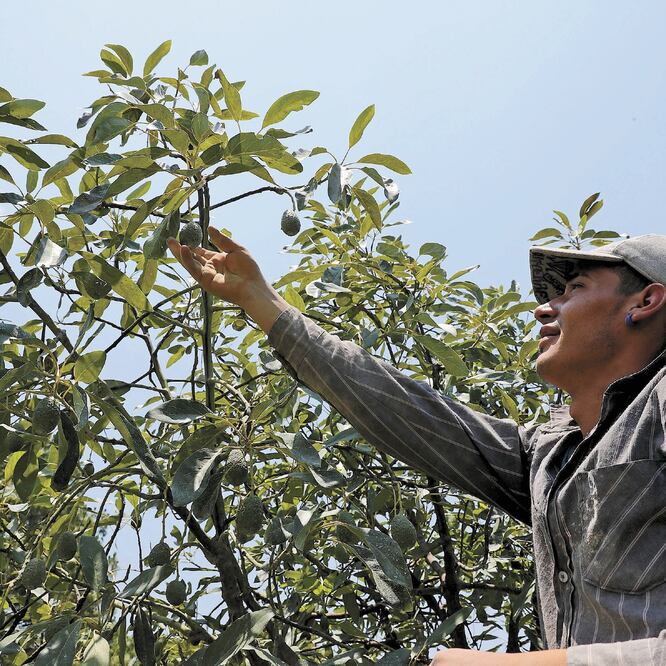 El aguacate es de los productos más exportados por México, solamente superado por la cerveza, y le siguen el jitomate y las berries. ARCHIVO EL UNIVERSAL