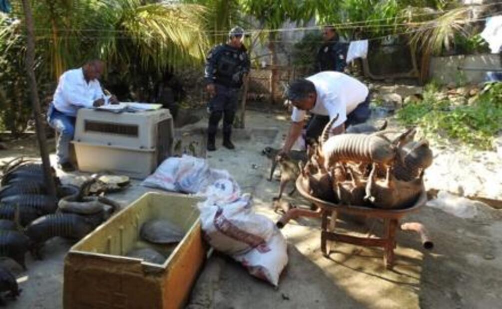 Aseguran en Guerrero 180 ejemplares de vida silvestre