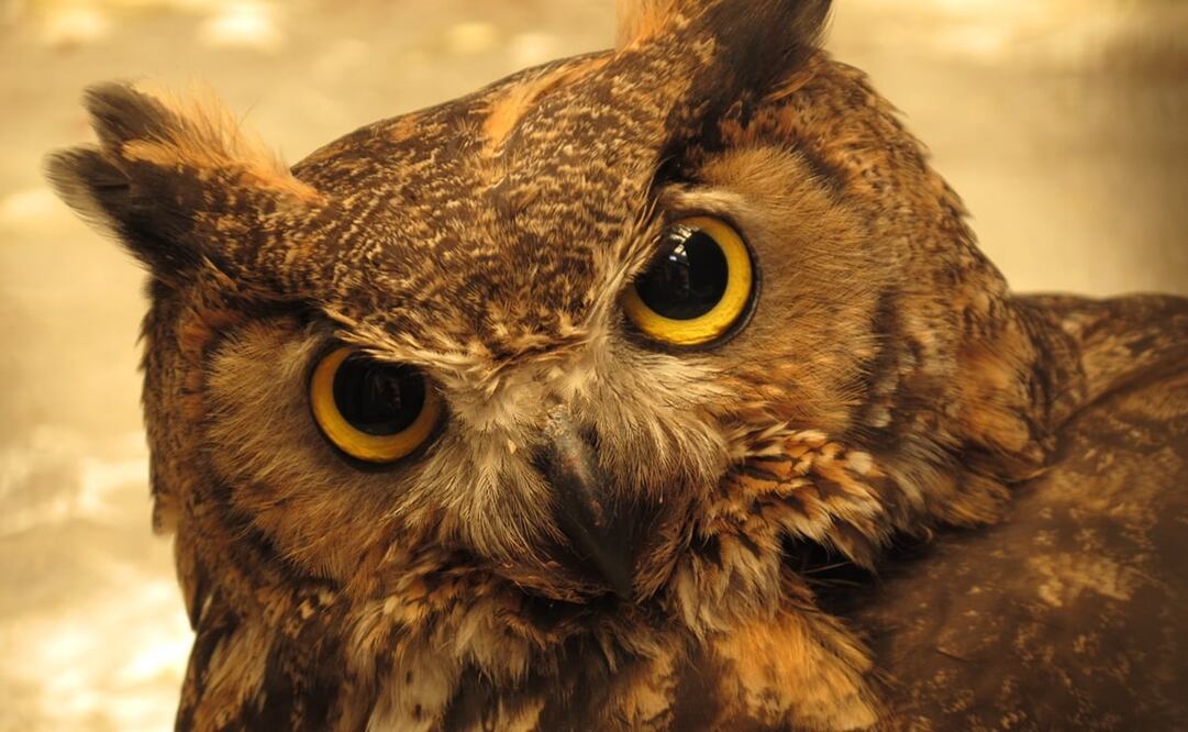 Foto: Archivo / EL UNIVERSAL