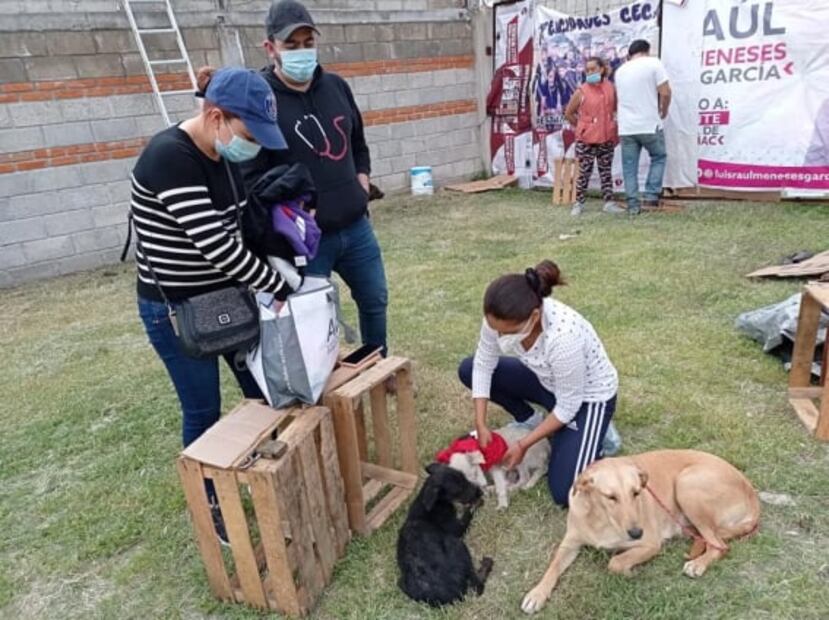La inundación arrastró perros en Tula, pero "Copito" logró sobrevivir