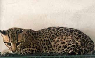 Profepa emite dictamen sobre 135 animales rescatados en Tamaulipas; 90 especies cuentan con protección especial