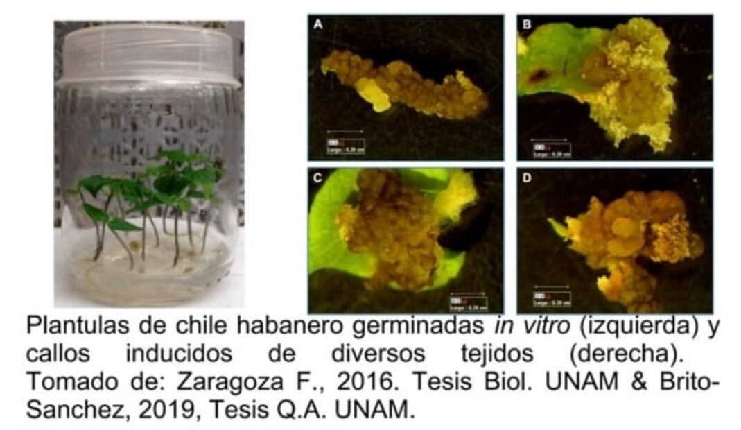 Estudian enzimas del chile para aplicarlas en alimentos y fármacos