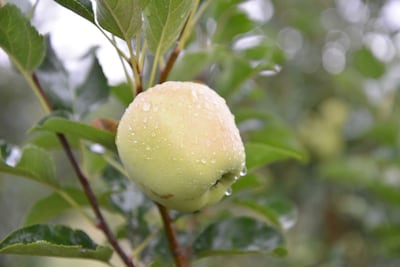 Así es como las mejores manzanas llegan a tu mesa desde Chihuahua