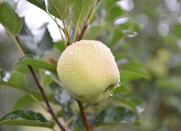 Así es como las mejores manzanas llegan a tu mesa desde Chihuahua