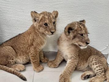 Hombres que vendían dos cachorros de león intentan asesinar al comprador