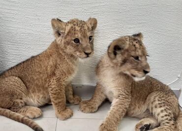 Hombres que vendían dos cachorros de león intentan asesinar al comprador