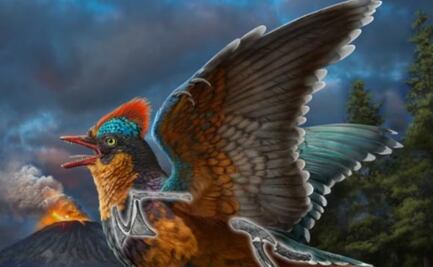 Hallan en China una nueva especie de ave jurásica, la segunda en la historia