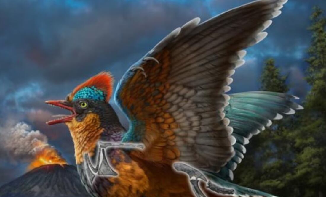 Científicos chinos han descubierto dos fósiles de aves en unas rocas de hace unos 149 millones de años. Foto: EFE.