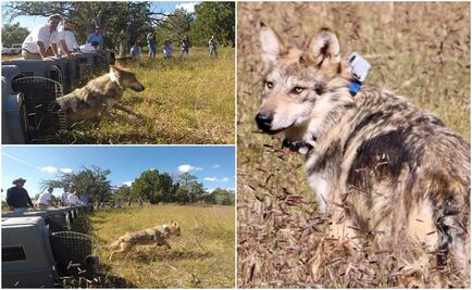 Liberan familia de lobos mexicanos en hábitat natural