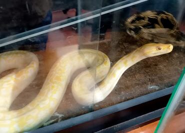 Profepa resguarda fauna silvestre en estado crítico en Cuernavaca; muere una tarántula considerada especie amenazada