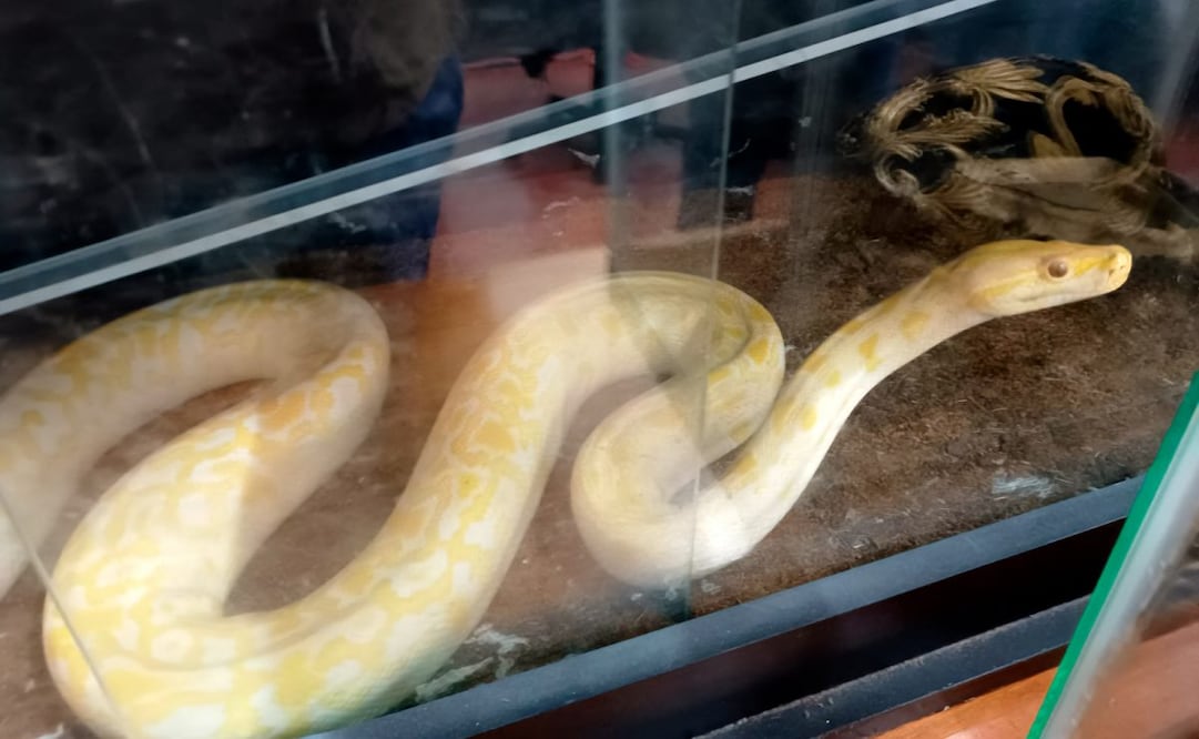 Profepa resguarda una pitón birmana en estado crítico. Foto: Especial