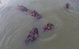 Hijo de multimillonario indio ofrece acoger a 80 hipopótamos ligados a Pablo Escobar; Colombia decidió aplicarles la eutanasia