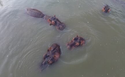 México critica sacrificio de hipopótamos en Colombia; acusan que se frenó plan de rescate y traslado