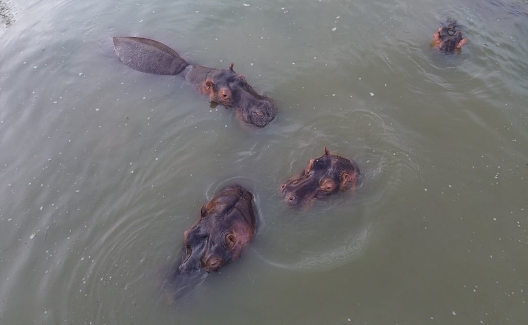 México critica sacrificio de hipopótamos en Colombia. Foto: Especial