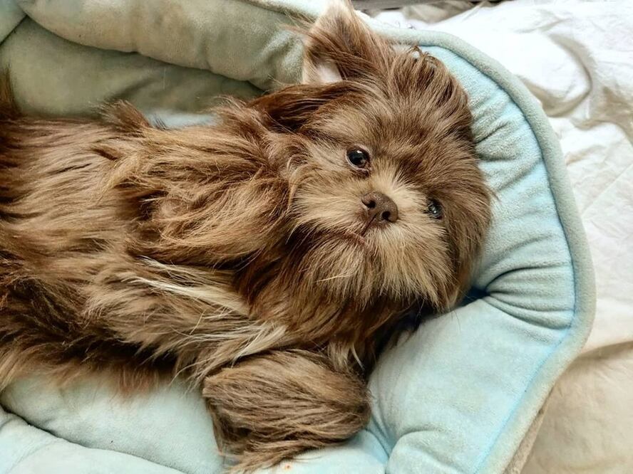 La Embajada Británica en México dio seguimiento al caso de Chewy. Foto: Instagram @chewbacca.the.shihtzu
