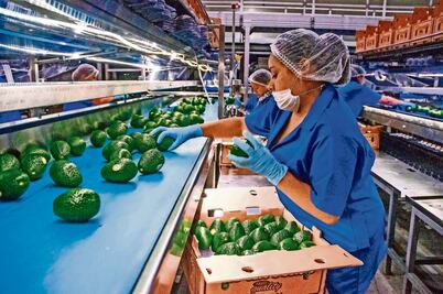 Comerciantes denuncian alza de 40% en precio del aguacate debido a la violencia